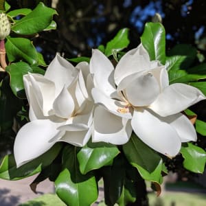 Magnolia Flower by Caroline Docwra