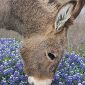 Texas Spring by Carrie Claffey, RN