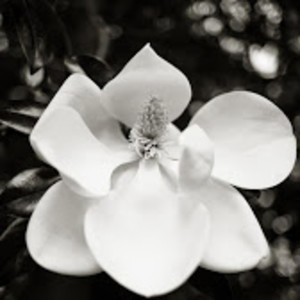 Untitled - 2929 (Magnolia) by Thomas Meyer