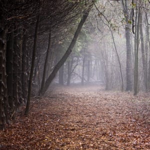 Foggy Woods by Jay Marroquin