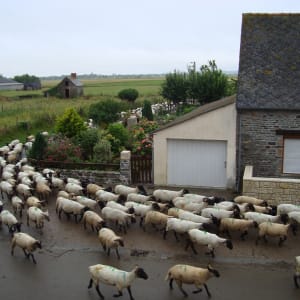 Sheep, Mont Ste Michel by Sally Southerlan, RN