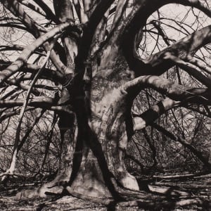 Beech Tree IV by Barbara Morgan