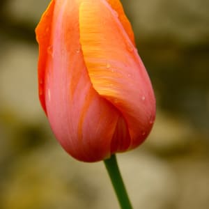 Menton Tulip by Gilchrist Jackson MD, FACS