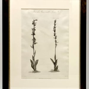 Plants Whose Flowers Resemble Insects by William Hopwood (1784-1853) 