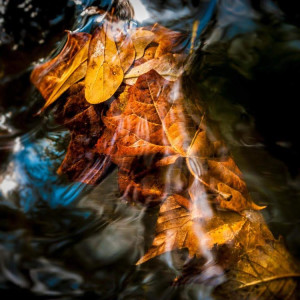 Fall Leaves in Water by Stan Kaady