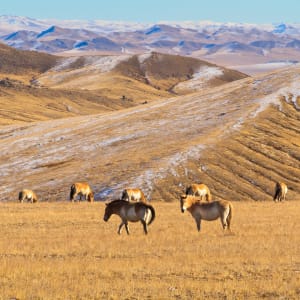 Przewalki's Wild Horses by Donald N. Westheimer, MD