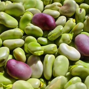 Fava Bean Harvest by Ziad El-Zaatari, MD