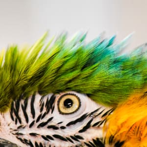 Macaw by Matthew Bennett, MD