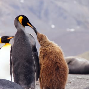 King Penguins by Jan Snyder