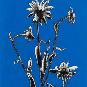 Black-Eyed Susan by Naomi Savage