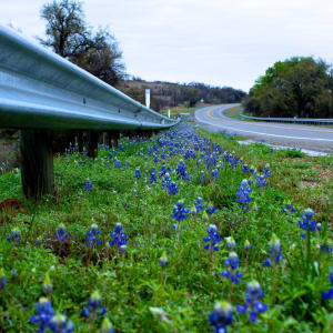 The Bluebonnets by Meredith Treadway, RN