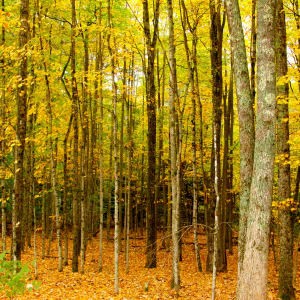 New England Fall Forest by Paula Karonika