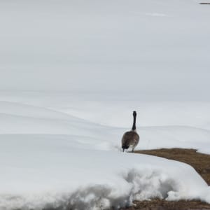 Lone Canadian Goose by Lisa West