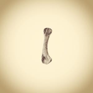 Bone, from the series Photographic Survey of the American Yard by Joshua White