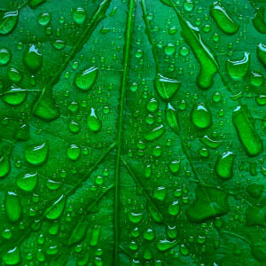 Garden Leaf Water Drops by Ziad El-Zaatari, MD