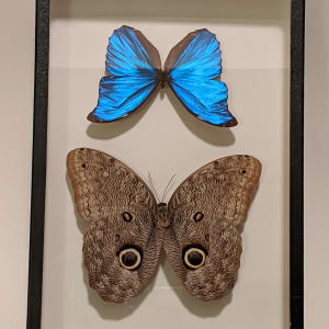 Butterfly and moth by Name Pedersen 