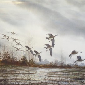 Canadian Geese in Flight by David Hagerbaumer