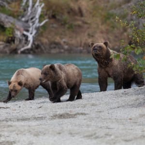 Brown Bears by Todd W. Trask, MD