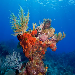 Reef Tableau by Patrick Reardon, MD