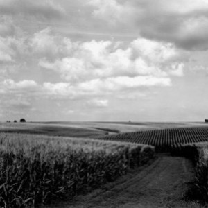 Cornfields by Michael Johnson