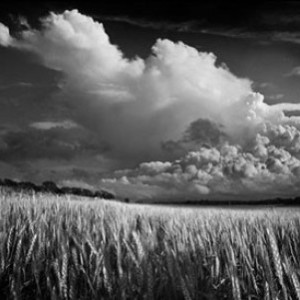 Winter Wheat by Daniel Coburn