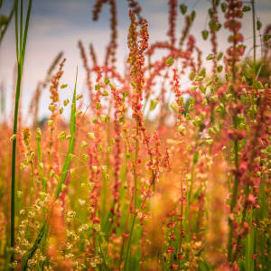 Pink Wildflowers by Paula Karonika