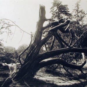 Trianon, Abre by Eugene Atget