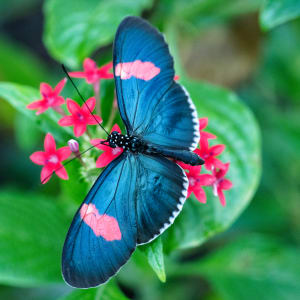 Butterfly on Flowers by Todd W. Trask, MD