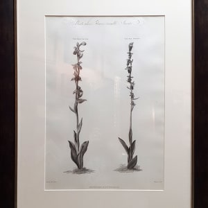 Plants Whose Flowers Resemble Insects by William Hopwood (1784-1853)