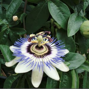 A Unique & Exotic Flower by Gerturdes S. Canlas