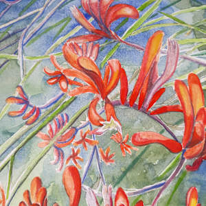 Red Kangaroo Paw by Jasmine O'Shea 