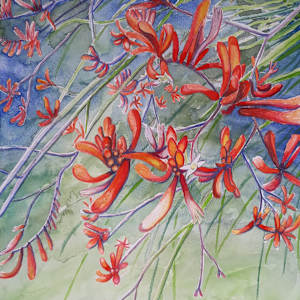 Red Kangaroo Paw by Jasmine O'Shea