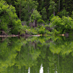 Columbia Valley Wetlands 2 - Notecards #26 by Carol Gordon