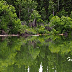 Columbia Valley Wetlands 1 - Canvas Edition #1 by Carol Gordon