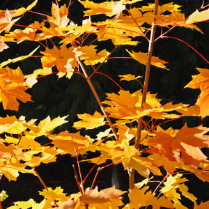 Autumn Leaves by Carol Gordon