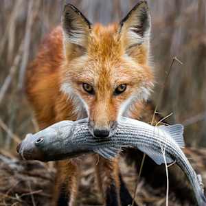 "Caught a Striper!"   Red Fox  (Vulpes vulpes)     (Original photo by Jay Fleming). by Susan Fay Schauer 