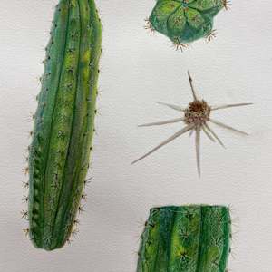 williams, watercolour, 2024, cactus by Bennie Williams