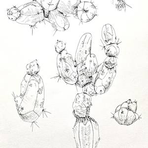 williams, ink, 2024, cactus by Bennie Williams