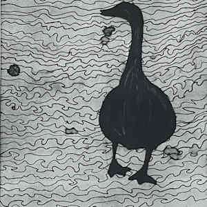 Duck by courtney lougheed