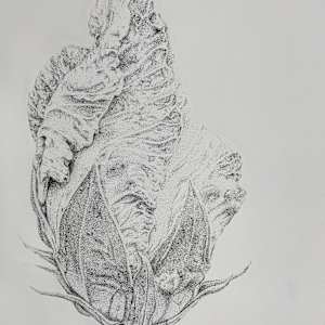 Hibiscus Rosa- Sinensis by Cat M. V.