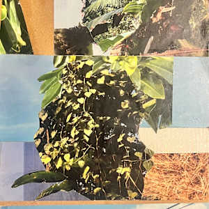 Vieques by Nova Dream Space 