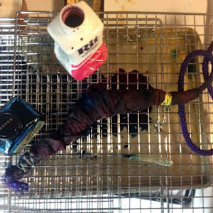 Intentacles by Kristin Ziegler  Image: Dying the fabric pieces