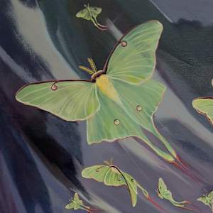 Flight of the Luna Moth by Sam Hauser  Image: Close up 1