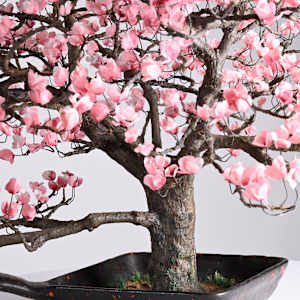 Magnolia Tree by Joanne Steinhardt, Image 2.