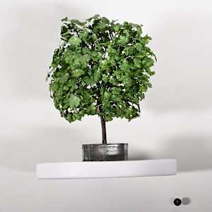 Fig Tree by Joanne Steinhardt, Image 2.