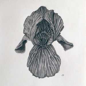 Black Iris by Isabella Burk, Image 1.