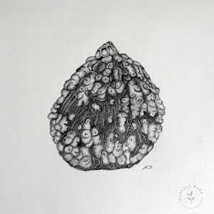 A small pumpkin by Isabella Burk, Image 1.