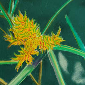 Cyperus Aggregatus by Paul Riedel
