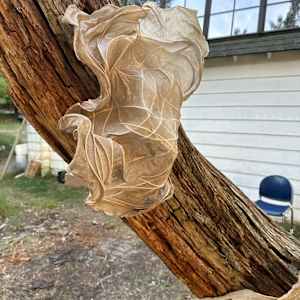 Cased Cicada II by Dave King 