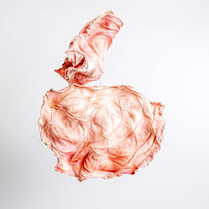 Undulating Rose II by Dave King 